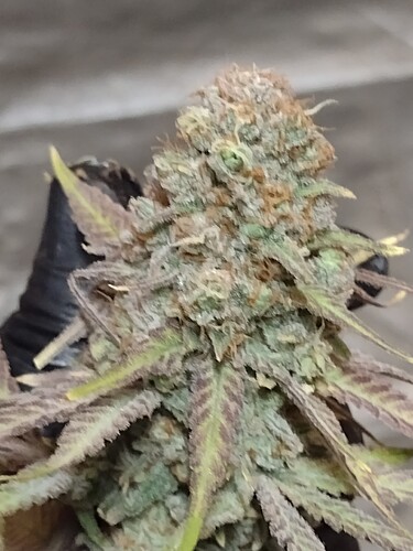 IMG_20220929_075445578