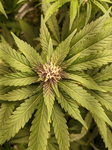 PXL_20221118_181654261