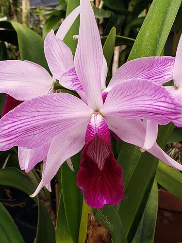 C purpurata striata