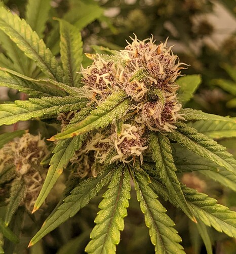 PXL_20221128_201243409~2