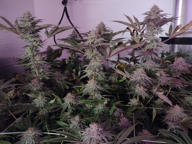 IMG_20221224_112547201