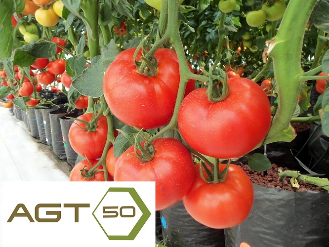 tomtoms