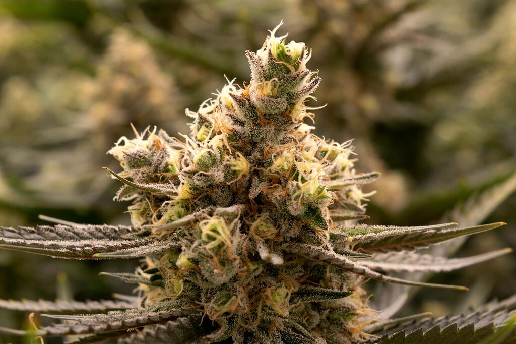 Popcornin. Odd Growth Patterns - Botany and Cultivation