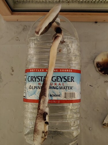 big shroom bottle