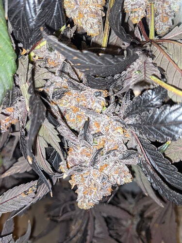 PXL_20210530_181044521