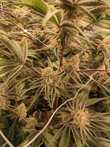 PXL_20221212_214335778