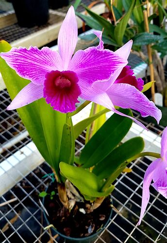 Laelia purpurata striata 'Anacapa'.