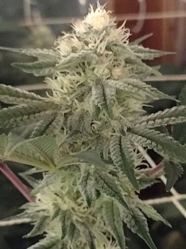 IMG_20221208_132516704