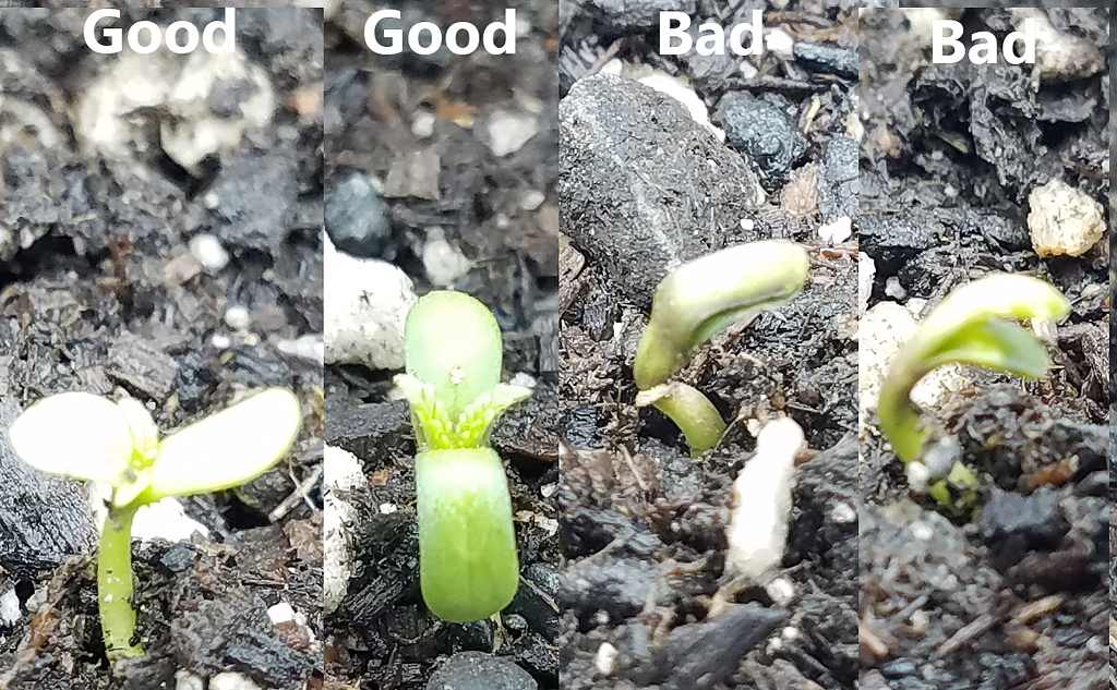 Why are my seedlings dying? Botany and Cultivation Future4200