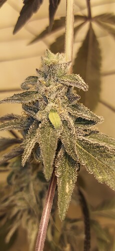 IMG_20210811_034147