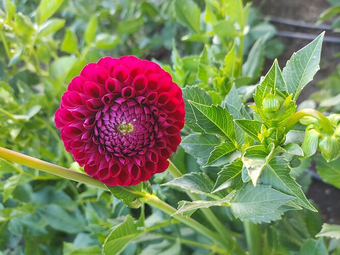 0727211943_HDR