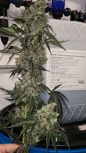 CannabisAGT50