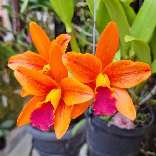 C. Netrasiri Starbright var Spectacular Orange