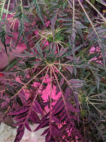 MVIMG_20200706_205838