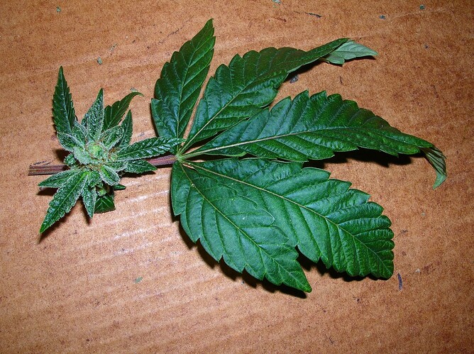 DSCN4679