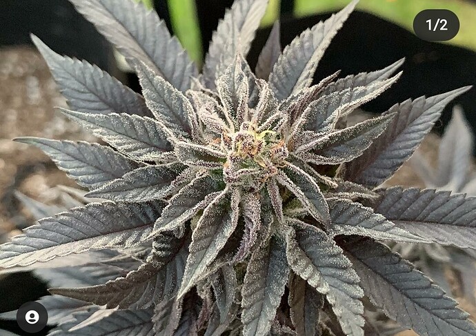 Screenshot_20210111-184457_Instagram