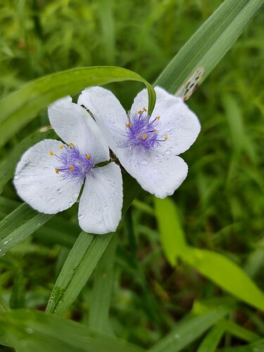 IMG_20210622_115136403_HDR