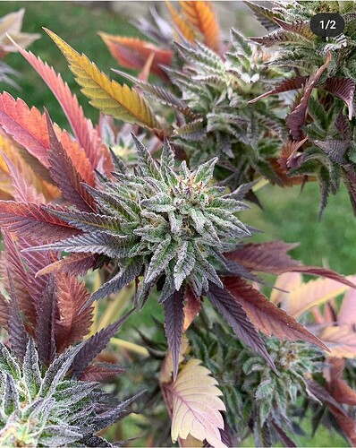 Screenshot_20210111-184430_Instagram