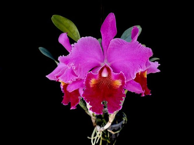 Rlc. Lucky Strike 'Golden Ring'