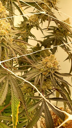 PXL_20221221_174707809_exported_0