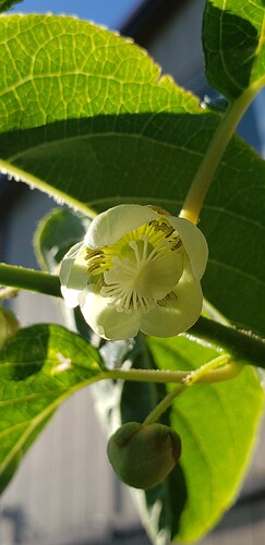 Screenshot_20210531-082003_Gallery