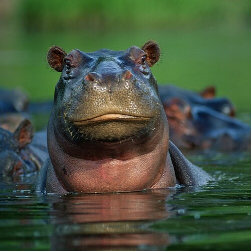 hippopotamus-closeup-water_square