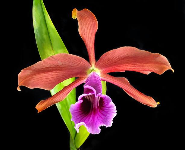 Laelia (Cattleya) tenebrosa 'Rainforest'