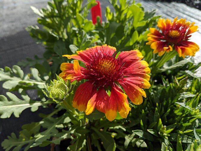 PXL_20210531_132105396