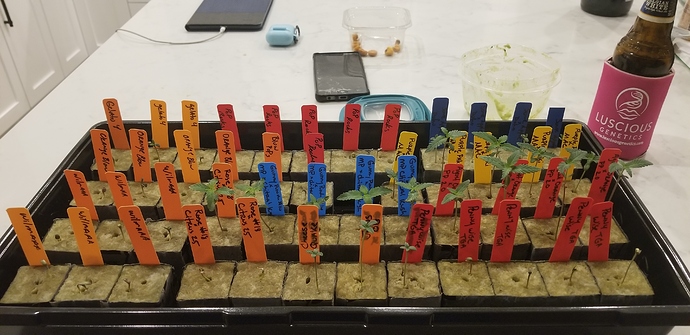 15890825305042060256684495944324