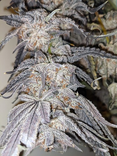 PXL_20210530_181034471