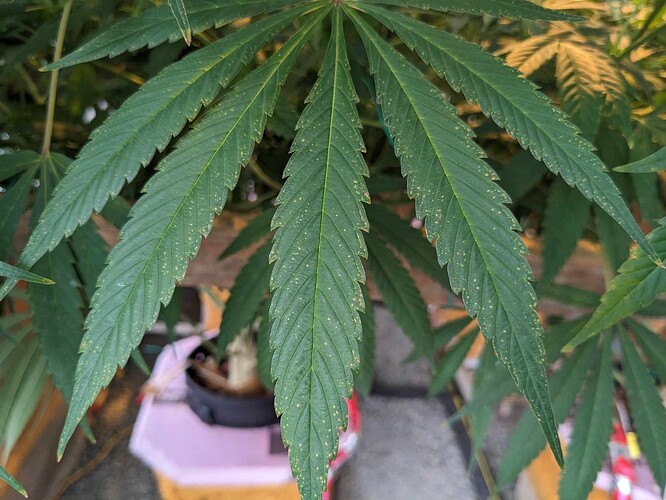 deficiency2