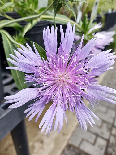 IMG_20210615_102702277_HDR