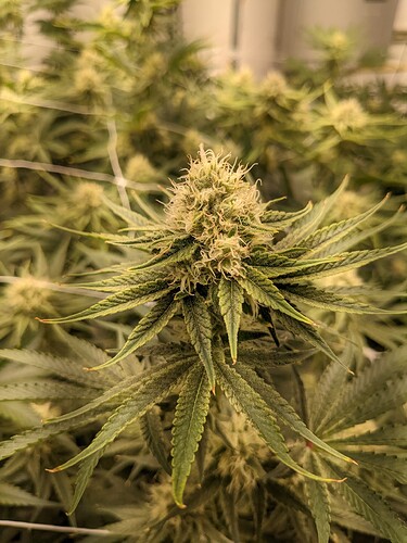 PXL_20221121_180701618