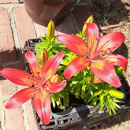 16224914590663517326830917456162