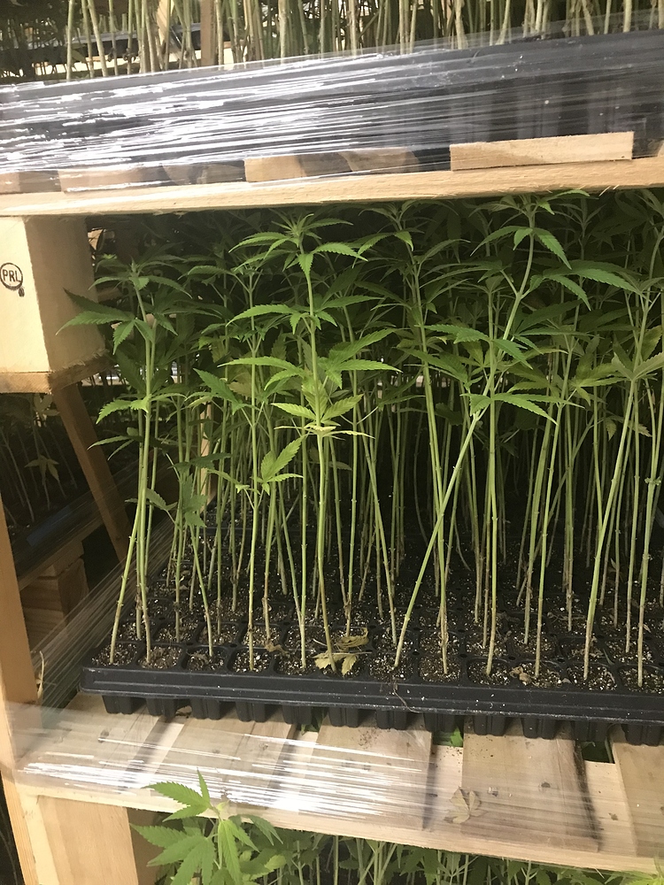97000 USDA Certified Organic AutoFlower Seedlings in OR Hemp Outlet
