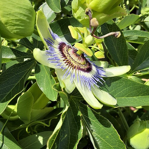 16224915633955977493359656267429