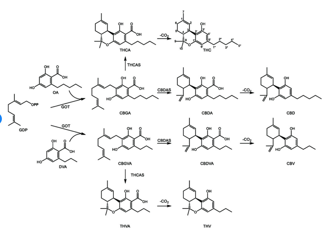 does-thcv-break-down-into-cbnv-the-same-way-thc-breaks-down-into-cbn