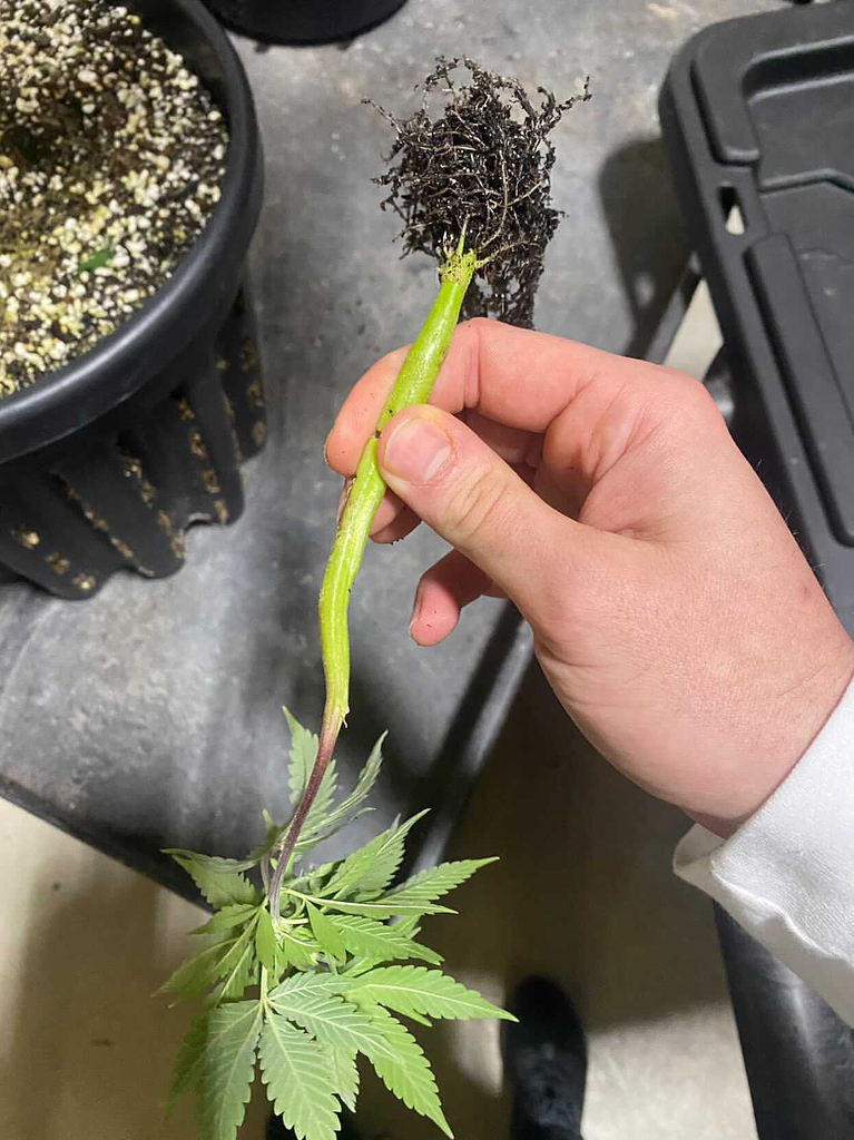 Swollen Clone Stems Any Ideas Botany and Cultivation Future4200