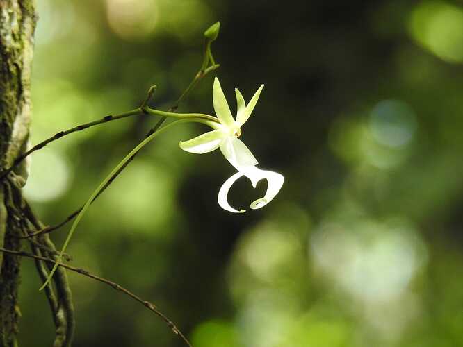 ghost orchid (Dendrophylax lindenii)
