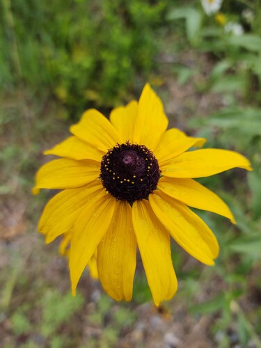 IMG_20210706_102113289