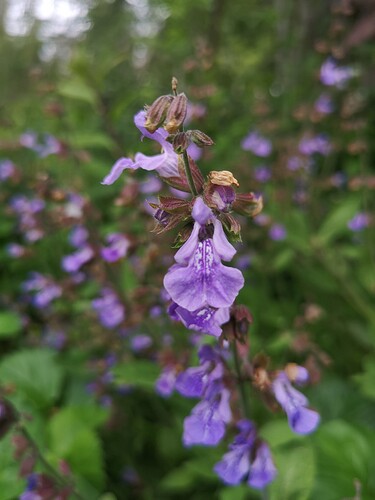 IMG_20210603_160741