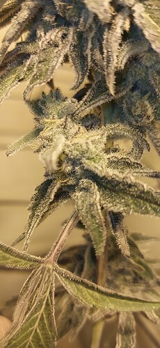 IMG_20210811_034129