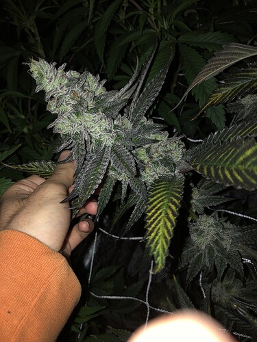 Dark Truffle