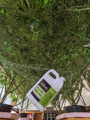 Fulvic Hammock