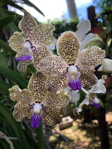 vanda