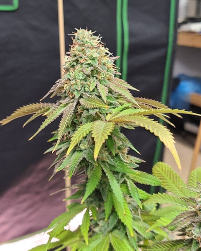 IMG_20201009_122809_088