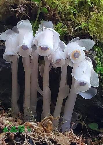 indian-pipe-plant-unique-beautiful-plants-flowers-1-6