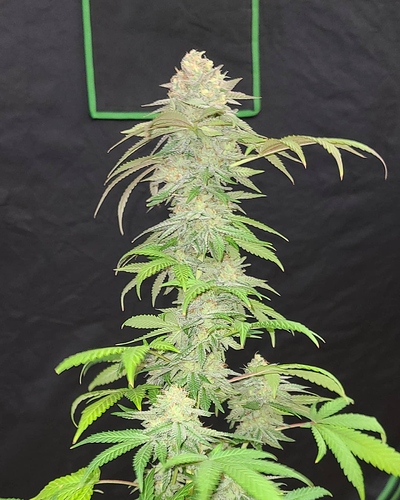 IMG_20201009_122809_086