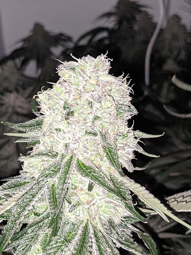 PXL_20210512_040351464