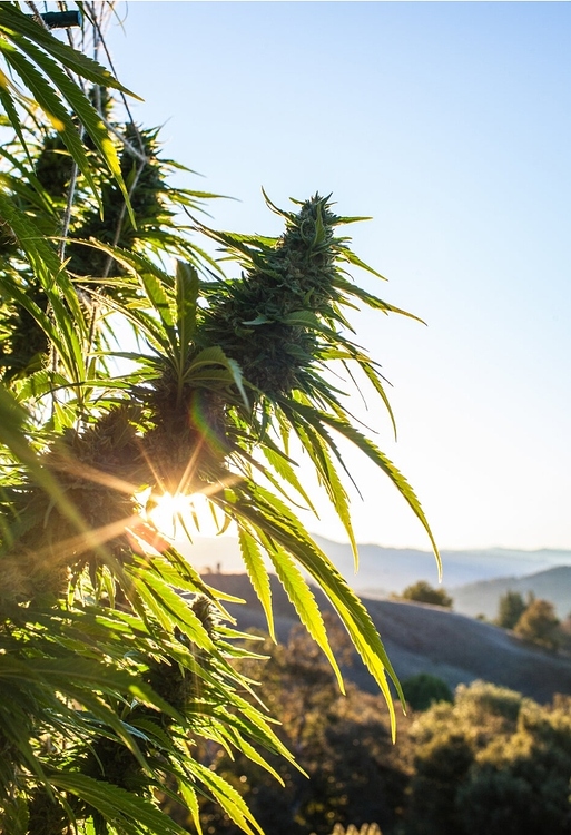 What are people's thoughts on sunflower/soy lecithin in gummies